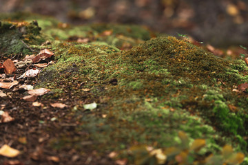 Brown fallen leaves on mossy forest ground.