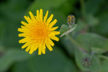 Macrophotographie de fleur sauvage - Laiteron lisse (Sonchus oleraceus)
