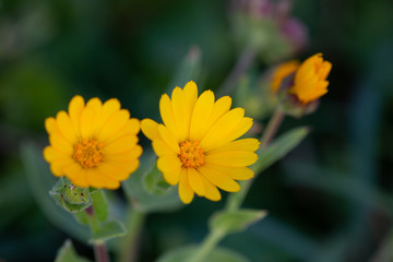 Macrophotographie de fleur sauvage - Souci étoilé - (Calendula stellata)