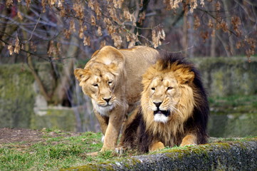 Lion and Lioness, mature couple