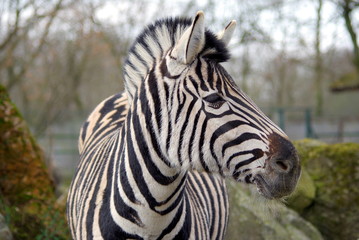 Fototapeta na wymiar Portrait of a sad Zebra (kept in a zoo)