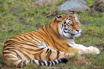 Fototapeta na wymiar Portrait of a resting tiger