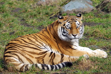 Portrait of a resting tiger
