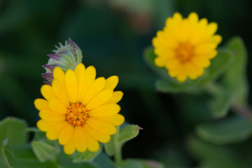 Macrophotographie de fleur sauvage - Souci étoilé - (Calendula stellata)
