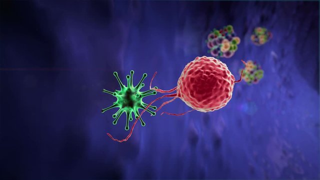 macrophage and virus, macrophage kills the coronavirus, 3d rendered macrophage and virus, Medical video background, viruses in the human body, Human Immune System attack the virus 