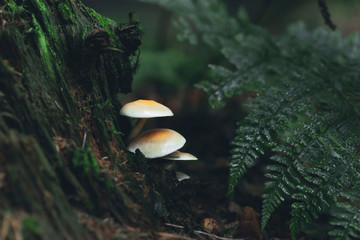 Fototapeta premium Three mushrooms on dead tree stump with ferns in forest.