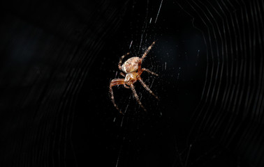 Spider