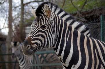 Fototapeta na wymiar Portrait of a sad Zebra (kept in a zoo)