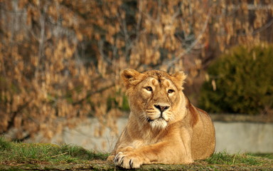 Fototapeta na wymiar Portrait of a resting Lioness