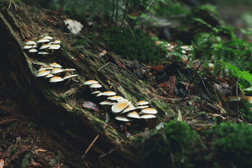 Dead tree stump with mushrooms and ferns in forest.