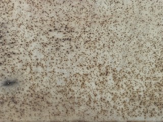 texture of stone wall