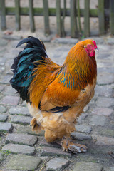 Proud rooster