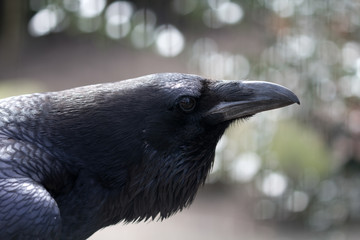 Raven portrait