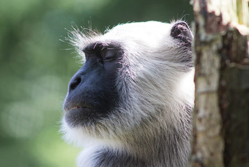 Pensive Monkey