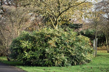 Shrub of Mahonia x media (Mahonia japonica buckland), in the garden. It is an interspecific hybrid...