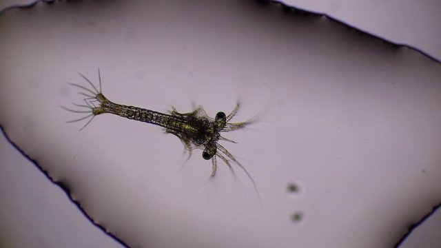 Shrimp larvae swimming in sae water under a microscope. Asia.