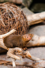 cute mongoose