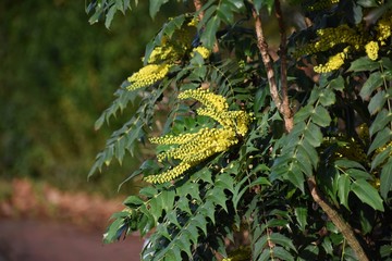 Yellow flowers of Mahonia x media (Mahonia japonica buckland), in the garden. It is an...