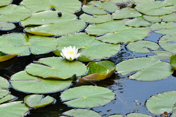 Flowered Lilly Pad