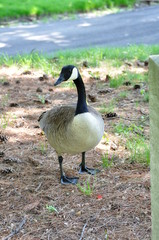 Lone Goose