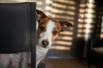 the dog peeks out from behind a chair. Pet at home. happy Jack Russell Terrier