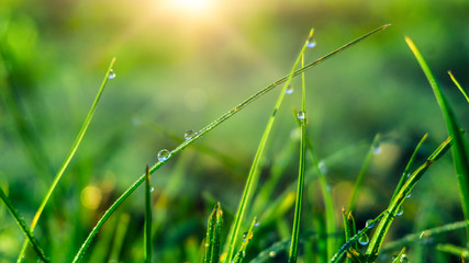 Spring green background. Green grass with dew drops, closeup. Sunny spring light reflected on drops of water.