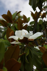 Branch of magnolia tree with white flower.