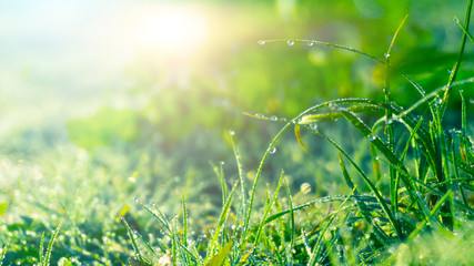 Spring green background. Green grass with dew drops, closeup. Sunny spring light reflected on drops of water. - obrazy, fototapety, plakaty