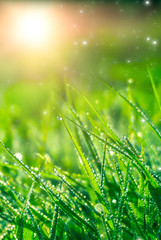 Spring green background. Green grass with dew drops, closeup. Sunny spring light reflected on drops of water.