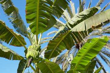 Bunch of bananas on a banana tree. Tropical jungle.