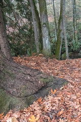 shoreline on bainbridge island with glow from the setting sun