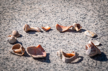 Fototapeta na wymiar Small seashells lie on a stone slab