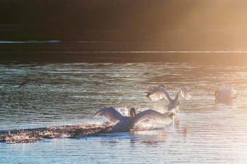 Fototapeta premium white swans on an autumn lake on a sunny day