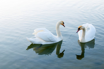 white swans on an autumn lake on a sunny day