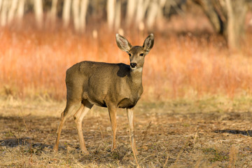 Autumn Mule Deer - A mule deer standing alerted in a meadow at edge of a mountain forest on a bright Autumn evening. Chatfield State Park, Colorado, USA.