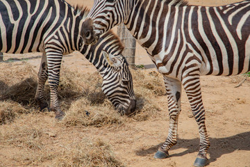 Fototapeta na wymiar Wild zebra in a pasture, Safari Park in Costa Rica.