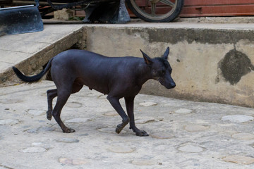 Perro peruano sin pelo