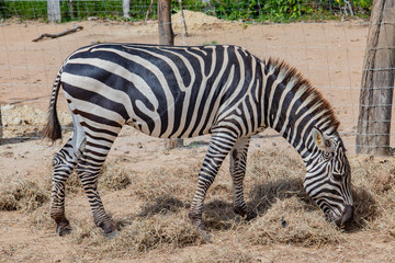 Wild zebra in a pasture, Safari Park in Costa Rica.