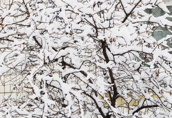 Winter in the city. Trees in the snow. White background