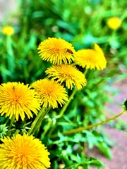 dandelions in a meadow