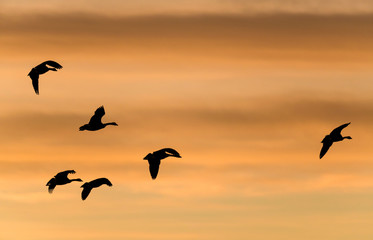 Flying Geese - A team of Canadian Geese flying on a colorful Winter sunset sky. Colorado, USA.