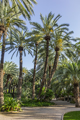 Parque Municipal (XVII century) form a part of Elche Palmeral - a palm trees plantation in Spanish province of Alicante. It is largest palm grove in Europe and one of largest in world. Elche, Spain.