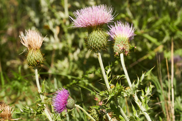 Beautiful Pink Texas Thistle blooms in field (Cirsium texanum) with a solitary