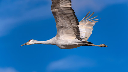 Flying Sandhill Crane - Close-up view of a Sandhill Crane flying in sunny blue sky. New Mexico, USA.