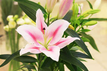Flower arrangements. Beautiful lilies bouquets for the holidays. Floral background, copy space. Valentines day gifts