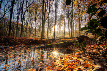 Pool in the forrest with reflective autumn leaves and sun rays