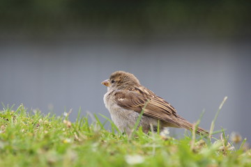 spatz wiese