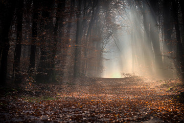 Trail in the dark autumn forrest with shiny sunrays of the early morning sunset