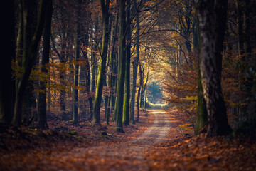 Dirty sand road through the autumn forest with the early morning light