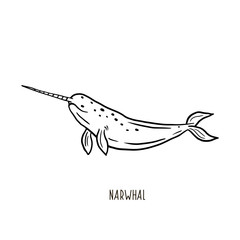 Narwhal. Vector linear drawing of a narwhal. Freehand illustration in doodle style. Animal print. © Viktoriia